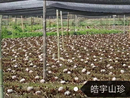 &#40857;&#56;&#45;&#108;&#111;&#110;&#103;&#56;&#40;&#20013;&#22269;&#41;&#21807;&#19968;&#23448;&#26041;&#32593;&#31449;&#45;&#31185;&#25216;&#39046;&#33322;&#31449;
