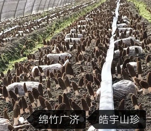 &#40857;&#56;&#45;&#108;&#111;&#110;&#103;&#56;&#40;&#20013;&#22269;&#41;&#21807;&#19968;&#23448;&#26041;&#32593;&#31449;&#45;&#31185;&#25216;&#39046;&#33322;&#31449;